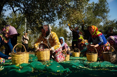 Ayvalık zeytin hasadı